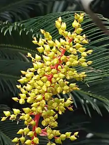 "Aechmea ramosa" at the Shanghai Botanical Garden