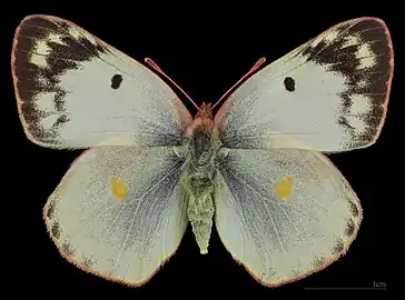 Colias alfacariensis, female