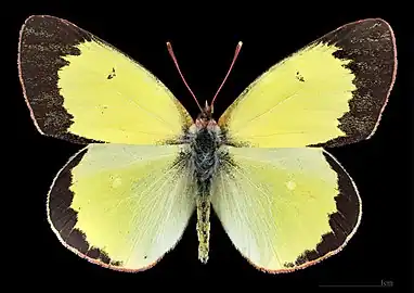 Colias palaeno, male