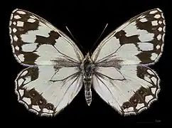 Melanargia lachesis  ♀
