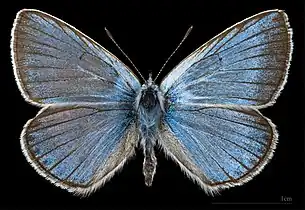 Polyommatus amandus ♂