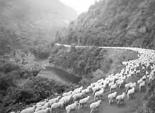 Waioeka Gorge, New Zealand