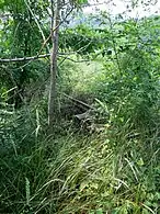 In Yacheon-ri, Hwaseong37°14′51″N 126°54′58″E﻿ / ﻿37.24750°N 126.91611°E﻿ / 37.24750; 126.91611