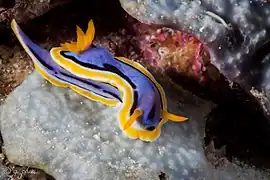 Chromodoris annae in Wakatobi National Park, Sulawesi, 2016