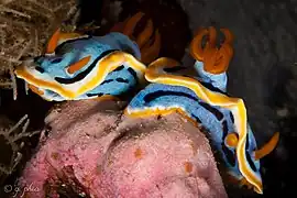 Chromodoris annae meeting in Wakatobi National Park, Sulawesi, 2018