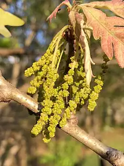 Quercus alba catkins (staminate or 'male' flowers)