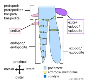 Image 11Generalized arthropod biramous limb. Trueman proposed that an endite and an exite fused to form a wing. (from Insect flight)