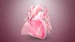 3D still showing the pericardium layer.