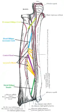Five ligaments of interosseous membrane of forearm:* Central band (key portion to be reconstructed in case of injury)* Accessory band * Distal oblique bundle * Proximal oblique cord* Dorsal oblique accessory cord