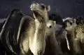 Dromedaries at a market, Douz, 1997