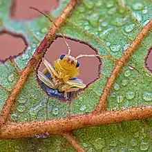 Image 53The leaves of an Alnus nepalensis tree provide a microhabitat for species like the leaf beetle Aulacophora indica. (from Habitat)