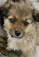 Image 15A mongrel puppy (from Puppy)