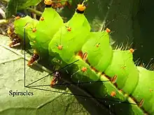 Image 29Indian moon moth (Actias selene) with some of the spiracles identified (from Respiratory system of insects)