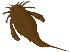 Adelophthalmus was the only genus of eurypterine eurypterid that survived past the Devonian