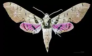 Adhemarius gannascus cubanus dorsal view