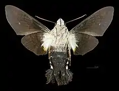 Aellopos ceculus  ♀ △