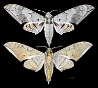 Ambulyx substrigilis