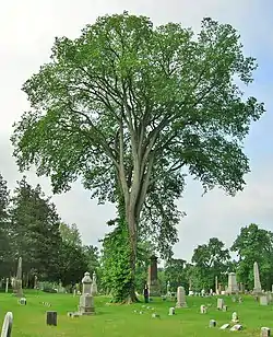 American elm, Spring Grove Cemetery, Hartford, Connecticut (2012). Girth 15&nbsp;ft at 4.5&nbsp;ft above ground; height 83&nbsp;ft; spread 75&nbsp;ft. This tree died in 2021 due to Dutch Elm disease.