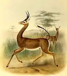 Drawing of brown bovid