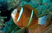 A.&nbsp;akindynos (Barrier Reef anemonefish)