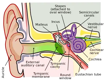 Anatomy of the human right ear. Brown is outer ear.
Red is middle ear.
Purple is inner ear.
