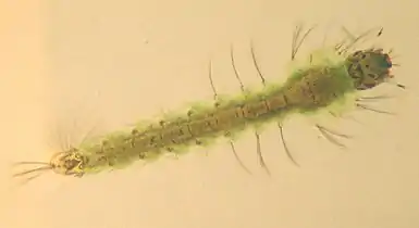 Anopheles larva from southern Germany, about 8&nbsp;mm long