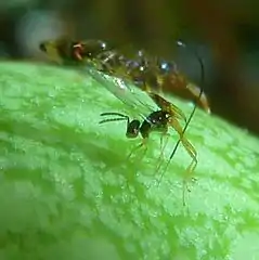 Ovipositor protruding from tip of ovipositor sheath