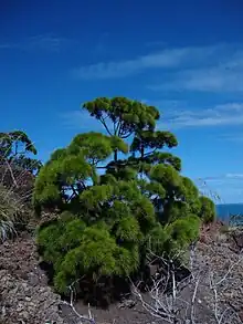 Maquis minier bush in Tiébaghi Mountain (Koumac)