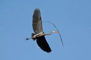 Image 41A great blue heron (Ardea herodias) flying with nesting material in Illinois. There is a colony of about twenty heron nests in trees nearby. Image credit: PhotoBobil (photographer), Snowmanradio (upload), PetarM (digital retouching) (from Portal:Illinois/Selected picture)