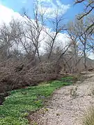 Arivaca Creek, near the ruins of the historic Wilbur Ranch House.