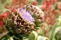 Artichoke plants