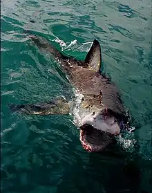 Image 17Clear agonistic behaviour observed in Great White Shark (from Shark agonistic display)