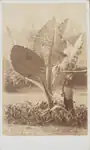 August Sachtler, A Calladium - Tanglin, Singapore, c. 1860s, Black-and-white photograph, 10.4 x 6.1&nbsp;cm, National Museum of Singapore