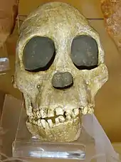 Image 10Fossil of the Taung child discovered in South Africa in 1924 (from History of paleontology)