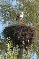 Image 7White storks on their nest in Belarus, 2009. The Stork is the national symbol of Belarus.