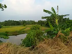 Fields in Bajohara village