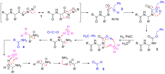 Mechanism of the Bergmann degradation