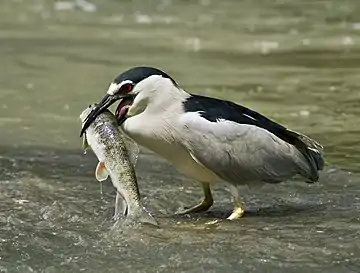 Image 16Black-crowned night heronPhotograph: Alain CarpentierA black-crowned night heron (Nycticorax nycticorax) feeding on a fish in the shallows of the Chêne River in Montreal, Quebec. These widespread ambush predators average 64 cm (25 in) in length.More selected pictures