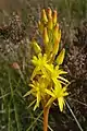 Bog asphodel