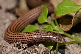 Boulenger's Limbless Skink (Scolecoseps boulengeri)