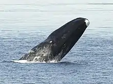 Bowhead whale side-head-slapping