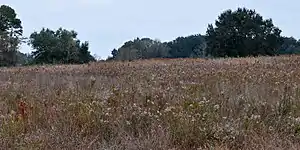 Brazos Bend State Park, Fort Bend County, Texas, USA (8 December 2010).
