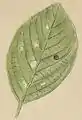 A mined and gnawed leaf of Rhamnus frangula