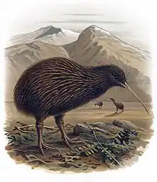 A colored illustration of kiwi birds on a New Zealand plain. High snow-capped mountains are visible in the distant background below a cloudy sky, with several kiwis standing on the plains in front. A large North Island Brown kiwi is the main focus of the illustration, standing on a patch of leaves, twigs, and small rocks.