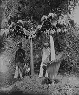 Two titan arum in Sumatra, Indonesia (ca. 1900–40); one in leaf, which can reach up to 6&nbsp;m (20&nbsp;ft) tall, and one in bloom