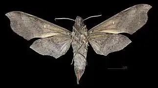 Callionima acuta ♀ △