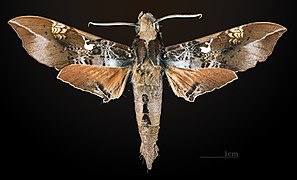 Male