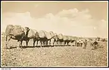 Image 8A camel train in the desert, with each of the camels loaded with two bales of wool from Arrabura Station, 1931. (from Transport in South Australia)