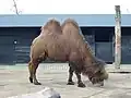 :A&nbsp;Bactrian camel