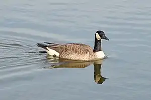 Image 4A Canada goose (Branta canadensis) swimming in Palatine. Photo credit: Joe Ravi (from Portal:Illinois/Selected picture)